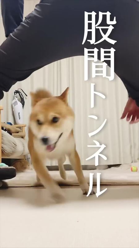 飼い主のステップと笑ってごまかす犬