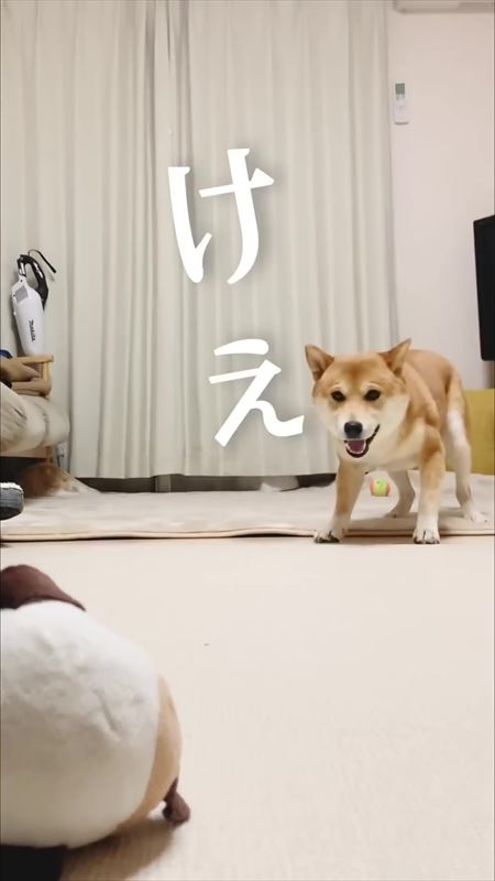 飼い主のステップと笑ってごまかす犬