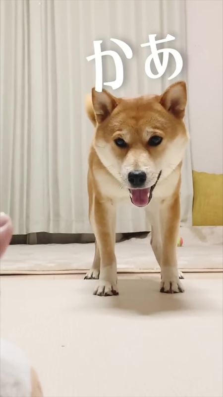 飼い主のステップと笑ってごまかす犬