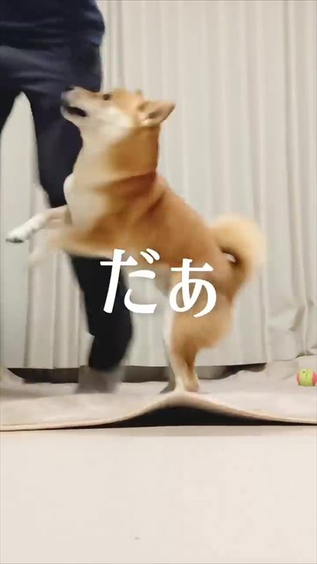 飼い主のステップと笑ってごまかす犬