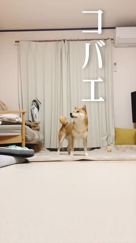 飼い主のステップと笑ってごまかす犬