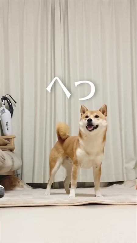 飼い主のステップと笑ってごまかす犬