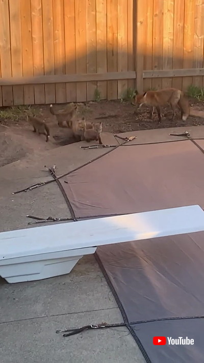 穴から出てきたキツネ