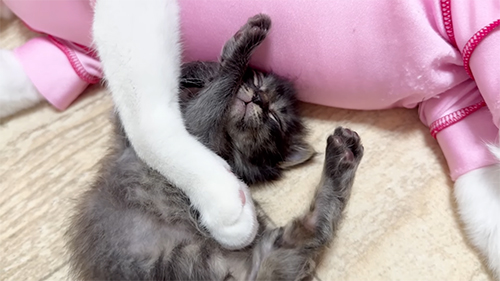 のびるアオちゃん