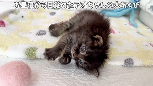 アオちゃんのお目覚め