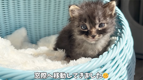 カゴ入りアオちゃん