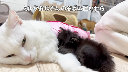 ミルクくんの側に置いたら