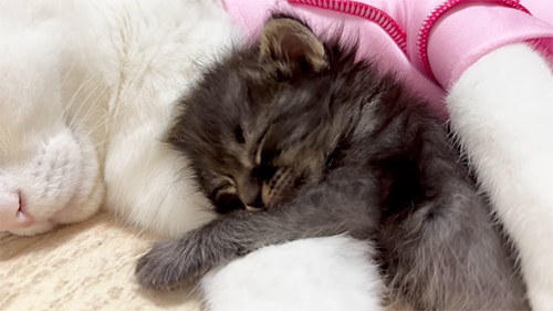 アオちゃんアップ