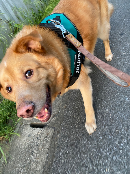 なでて欲しそうに立ち止まる犬