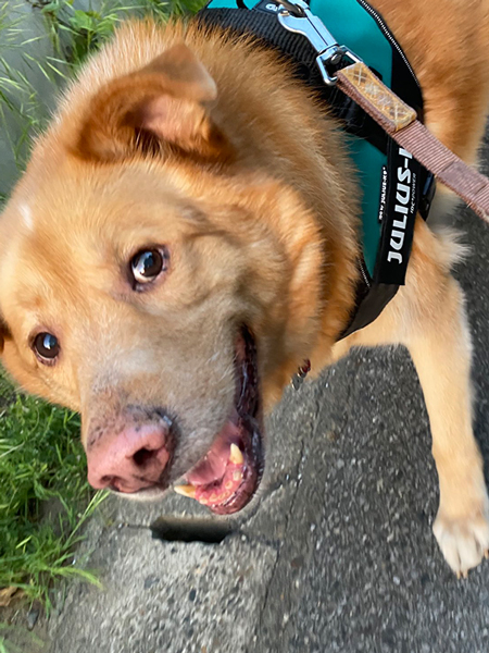 なでて欲しそうに立ち止まる犬