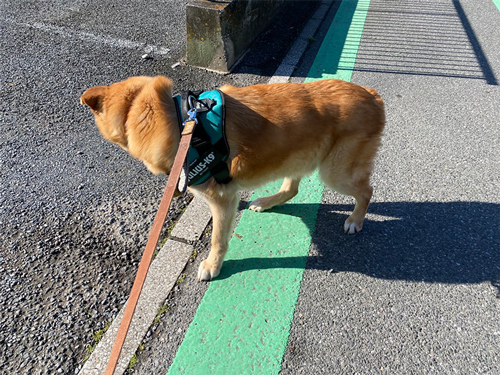 自分が呼ばれた気がしたワンコ