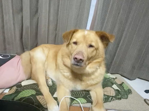 あごのせに挑戦