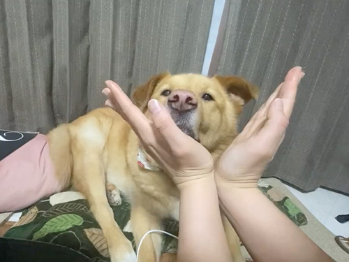 あごのせに挑戦