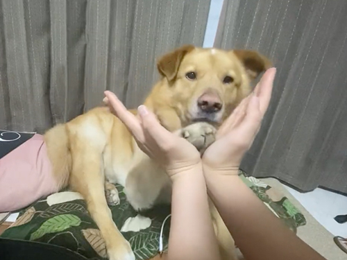 あごのせに挑戦