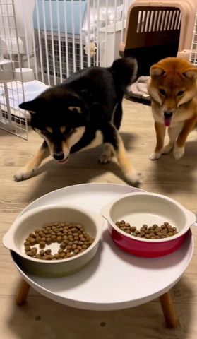 柴犬挙兄妹