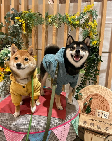 リゾートきてるワンコ3匹
