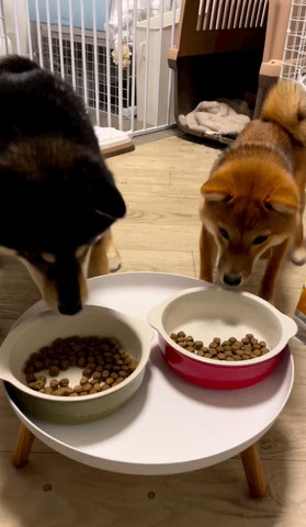 ごはん食べようとするワンコ2匹