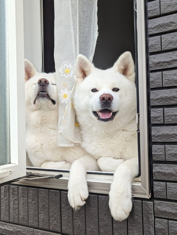 窓から顔出すワンコ2匹