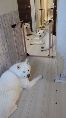 廊下にワンコ4匹