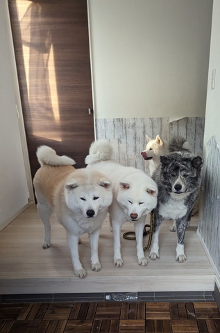 玄関をのぞくワンコと後ろに1匹