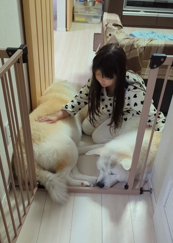 ワンコ2匹なでる娘さん