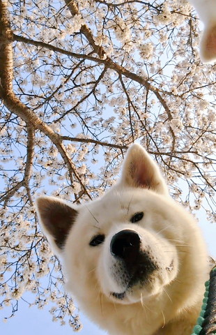 桜とワンコ