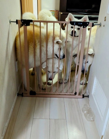 ぎゅうぎゅうに集まるワンコ