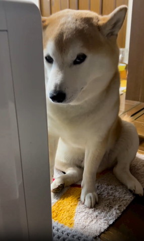 おヒーター前に座るワンコ上目遣い