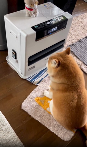 ヒーター前のワンコ後ろ姿遠くから少しアップ