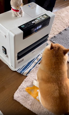 ヒーター前のワンコ後ろ姿遠くから少しアップ右見てる