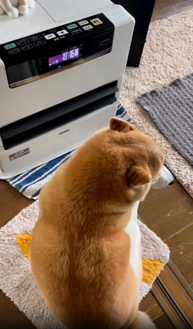 ヒーター前のワンコ後ろ姿上から右見てる