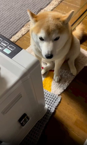 ヒーター前に座るワンコ上から