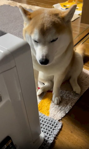 ヒーター前に座るワンコ目つむってる