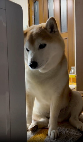 ヒーターをガン見するワンコ少し遠く