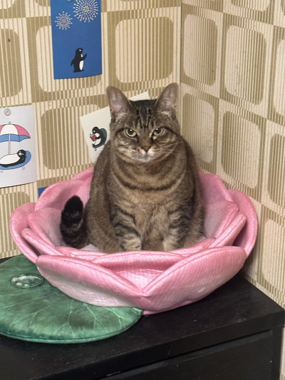 猫