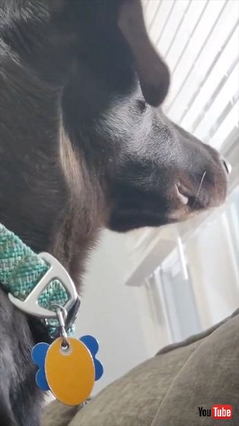 クールなワンコ