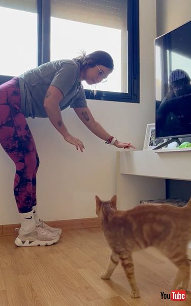 窓辺の行き方を教えてもらう盲目の猫