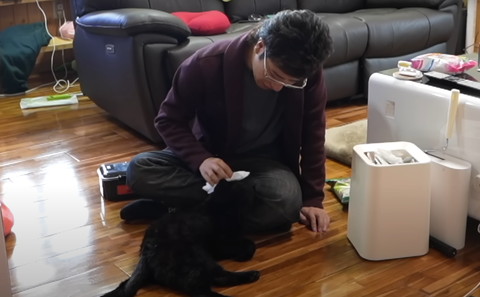 体ふかれてる猫