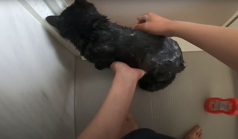 背中向ける猫シャンプー