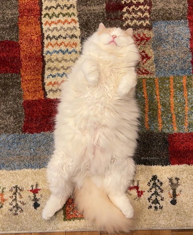 アップの猫後ろにテレビゲーム