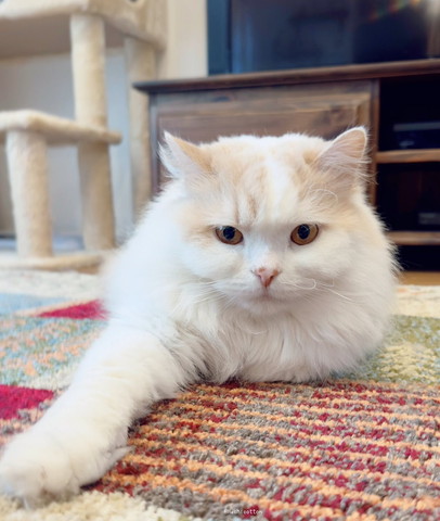 前足前にだしてる猫