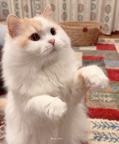 おばけポーズする猫