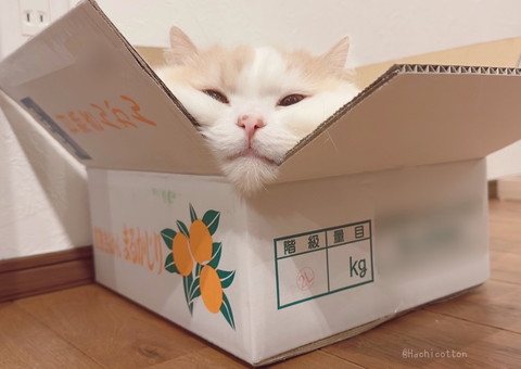 箱にはまってる猫