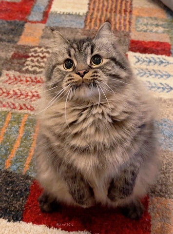 飼い主さんの腕枕猫