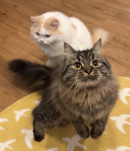 レシーブしそうな猫の後ろに白い猫