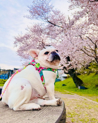 桜とワンコ