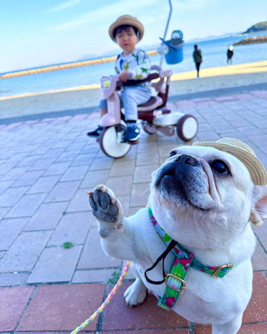 前足あげてるワンコと三輪車乗ってる息子