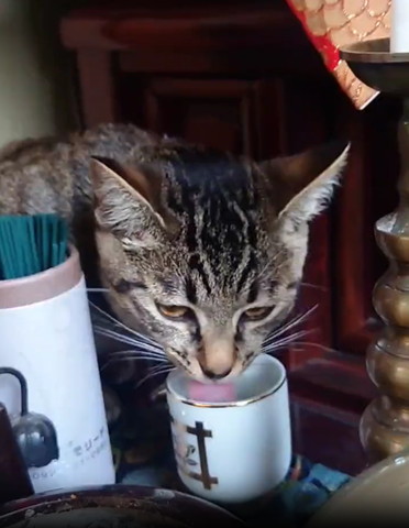 水飲む猫舌だしてる