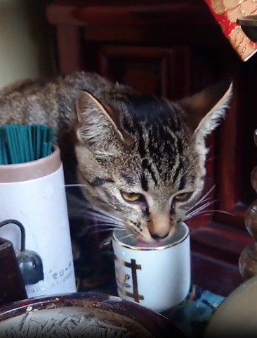 水飲む猫少し舌だしてる