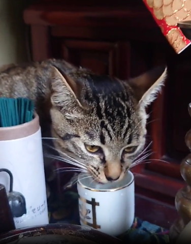 水飲んでる猫